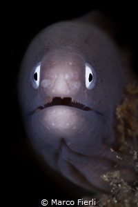 White Eyed Morey, Portrait by Marco Fierli 
